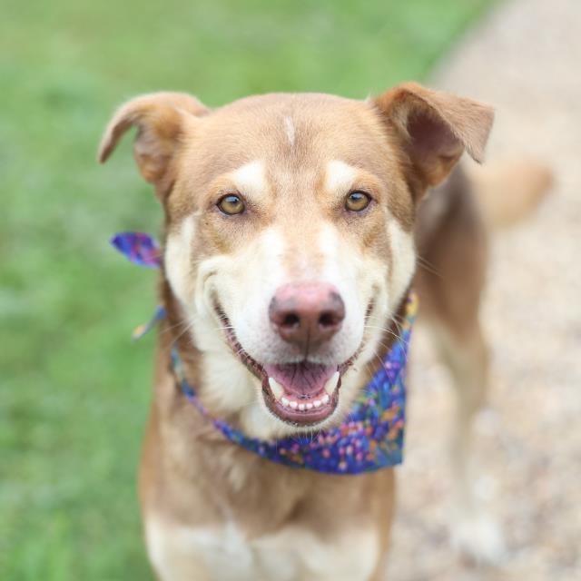 Winnie The Pooh, a Husky, available for adoption