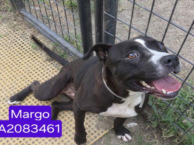 Margo, a American Staffordshire Terrier (mix breed), available for adoption