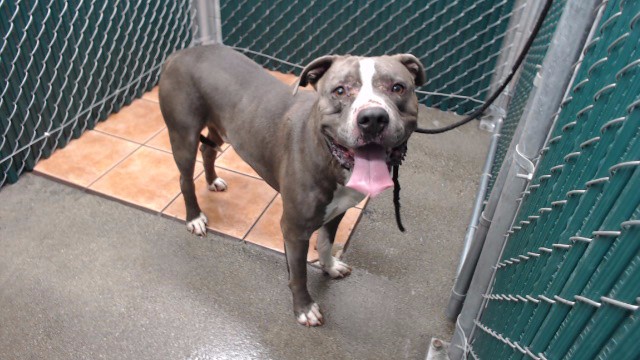 Azul, a Pit Bull Terrier, available for adoption