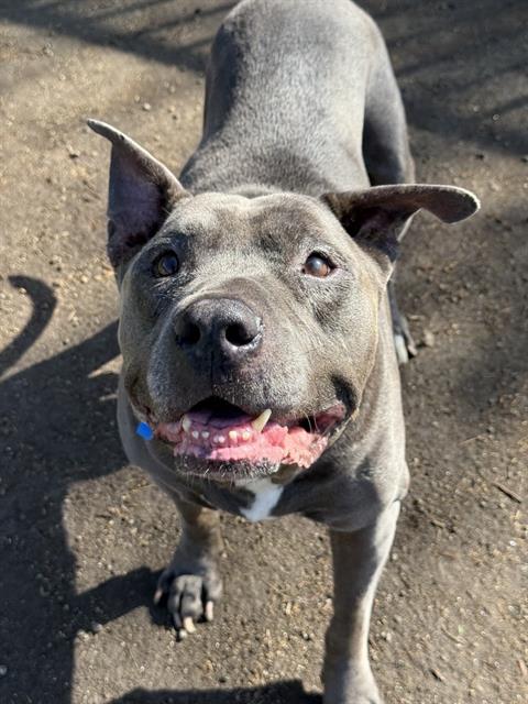 Humphrey, a Pit Bull Terrier, available for adoption