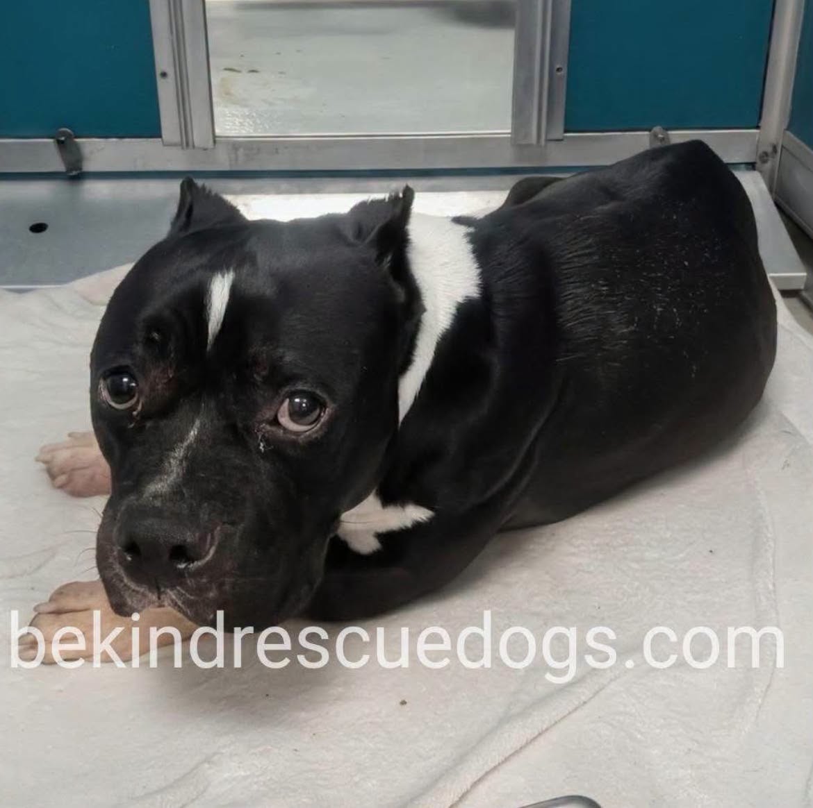 A478743, a American Bulldog, available for adoption