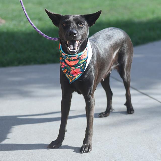 Justice, a Australian Kelpie (mix breed), available for adoption