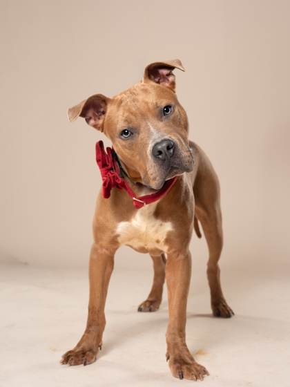 Taelor, a Pit Bull Terrier (mix breed), available for adoption