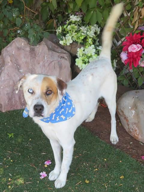 Adoptable pet photo
