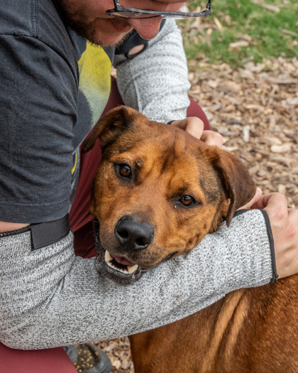 Adoptable pet photo