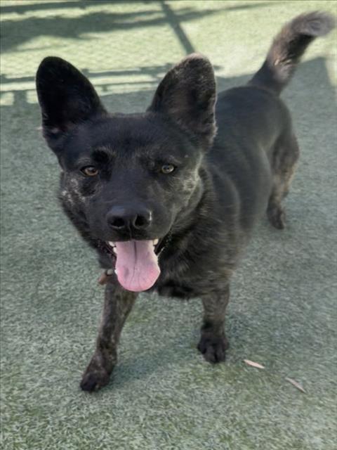 Adoptable pet photo
