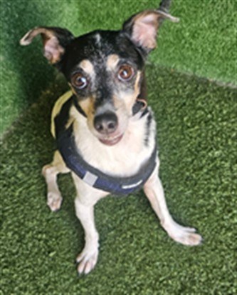 Adoptable pet photo