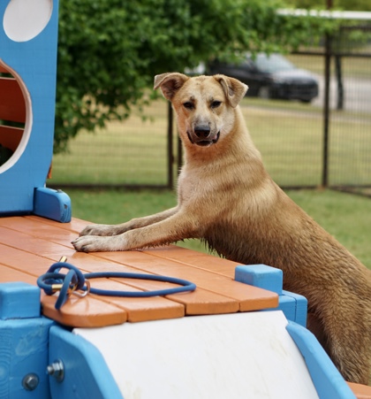 Adoptable pet photo