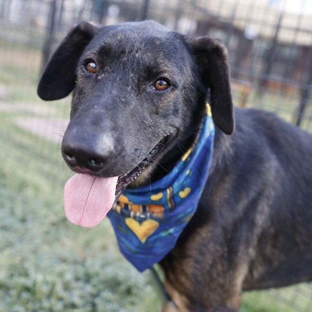 Adoptable pet photo