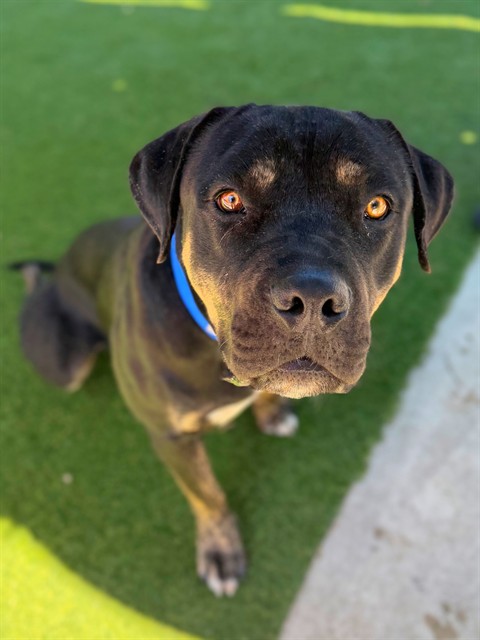 Bubba Ray, a Rottweiler, available for adoption