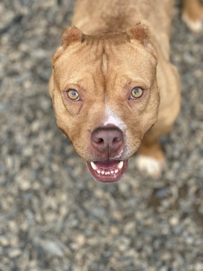Ziga, a Pit Bull Terrier (mix breed), available for adoption