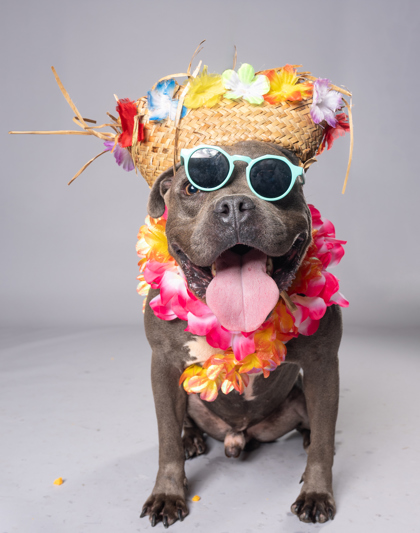 Gobster, a Pit Bull Terrier (mix breed), available for adoption