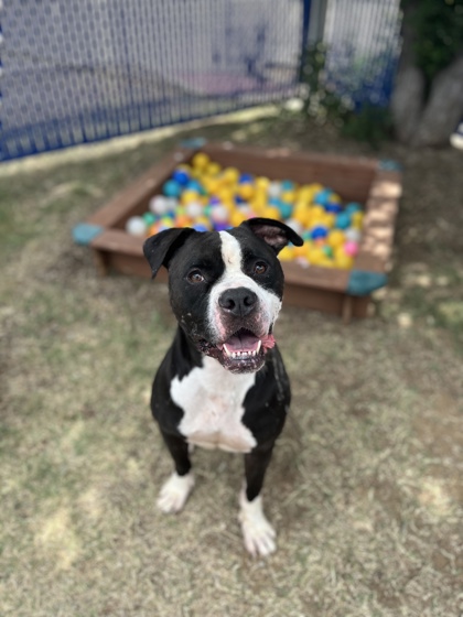Bruce, a Pit Bull Terrier, available for adoption