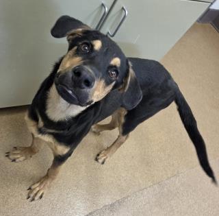 Disaronno, a Doberman Pinscher (mix breed), available for adoption