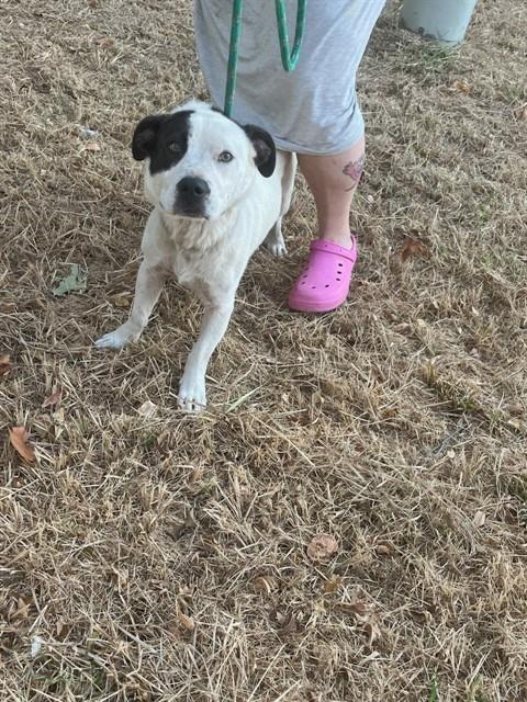 Oscar, a Pit Bull Terrier (mix breed), available for adoption