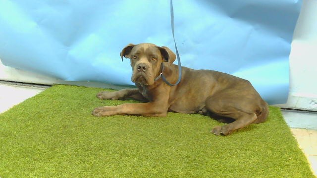 Tulip, a Cane Corso Mastiff, available for adoption