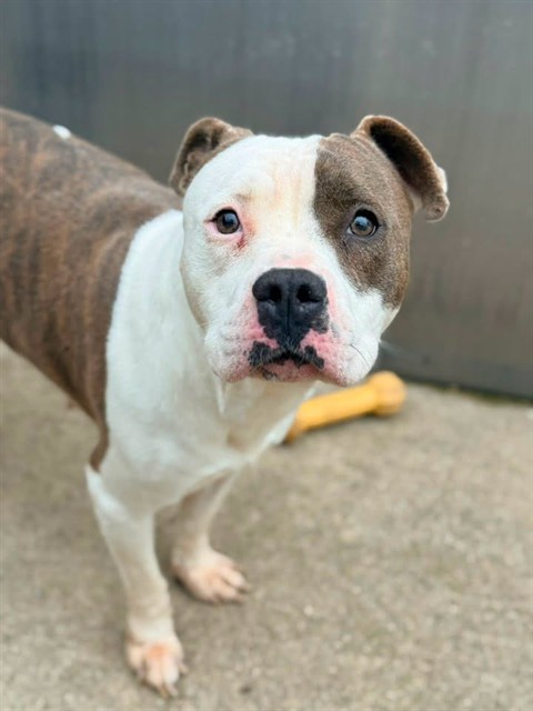 Melina, a Pit Bull Terrier (mix breed), available for adoption