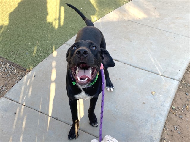 Bandit, a Black Labrador Retriever (mix breed), available for adoption