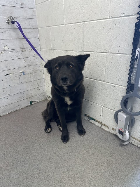 Kacey, a Cattle Dog (mix breed), available for adoption