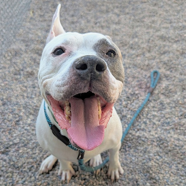Suki, a Pit Bull Terrier, available for adoption
