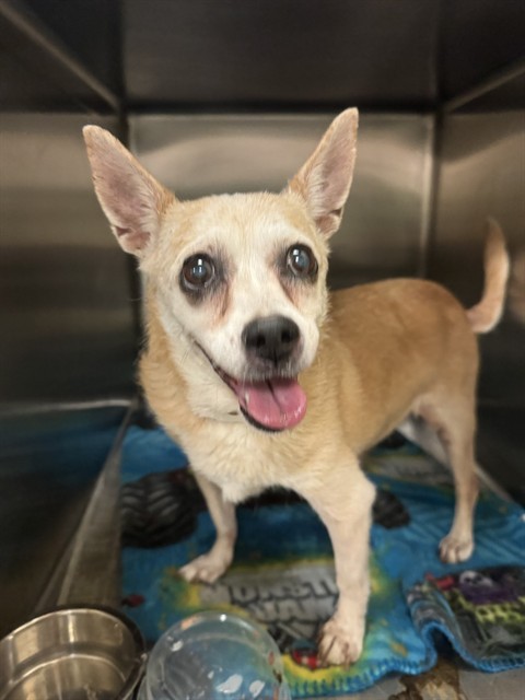 Jan, a Chihuahua, available for adoption