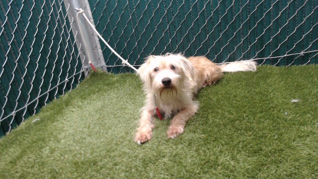 Max, a Maltese, available for adoption