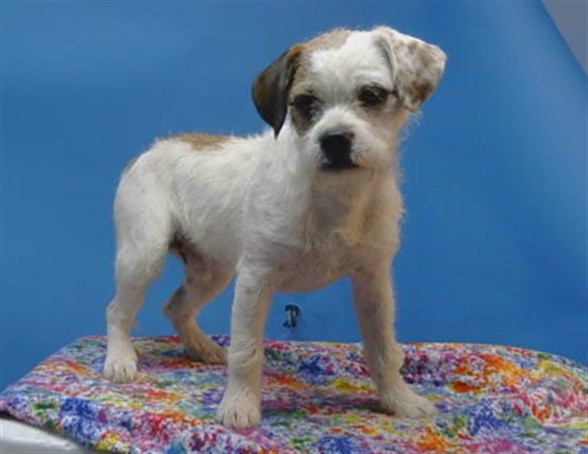A5800275, a Jack Russell Terrier, available for adoption