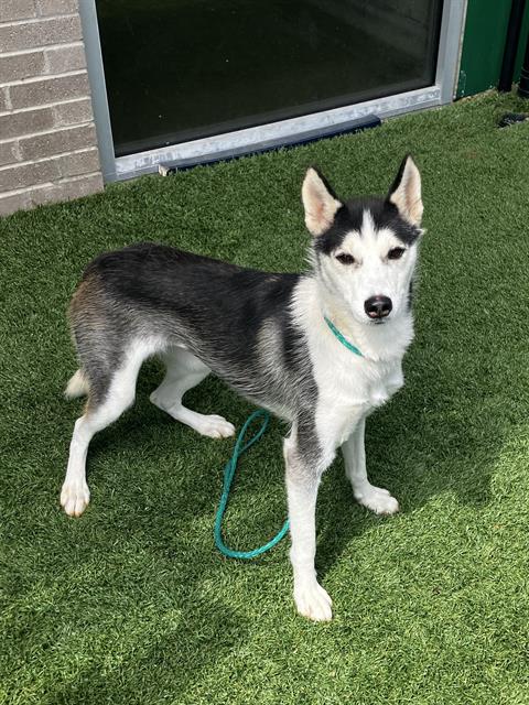 Frankie, a Husky, available for adoption