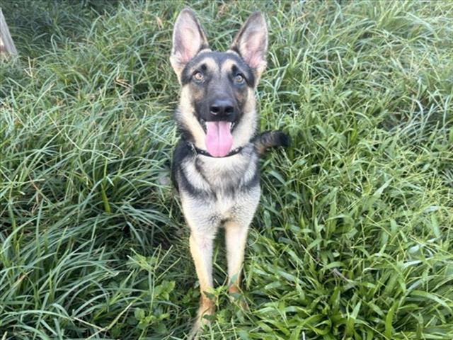 Willow, a German Shepherd (mix breed), available for adoption
