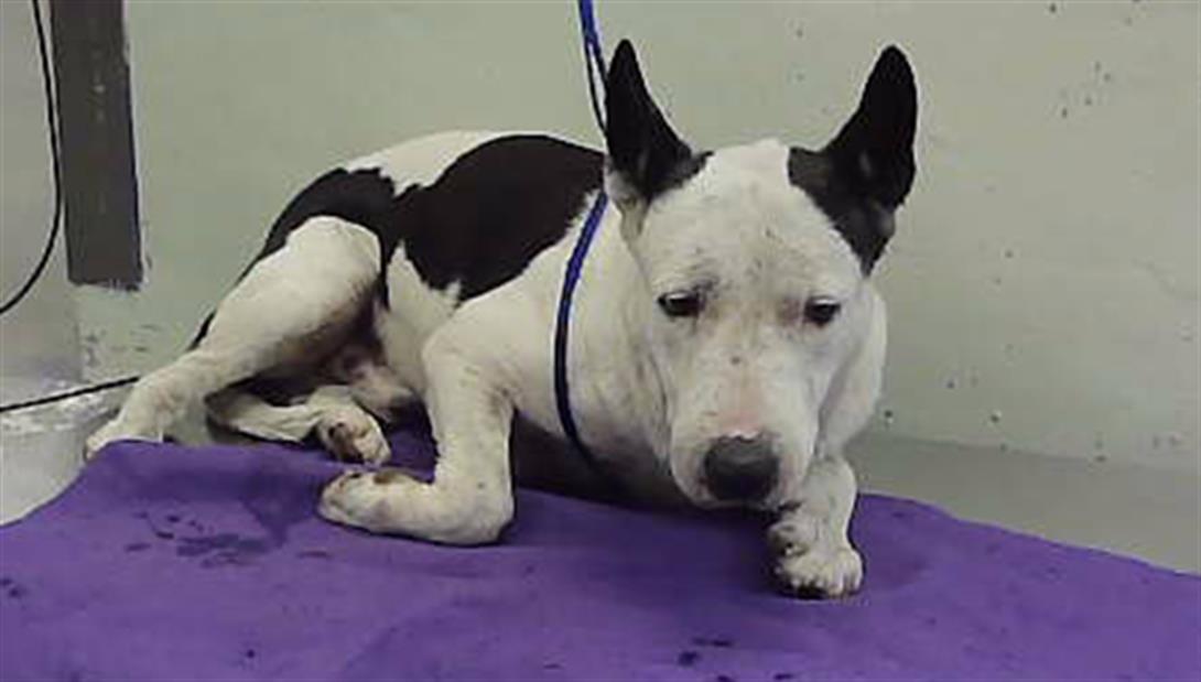 Moon Ray, a Staffordshire Bull Terrier (mix breed), available for adoption