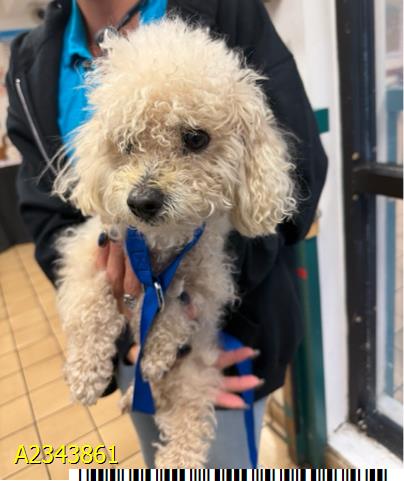 Bambi, a Poodle, available for adoption