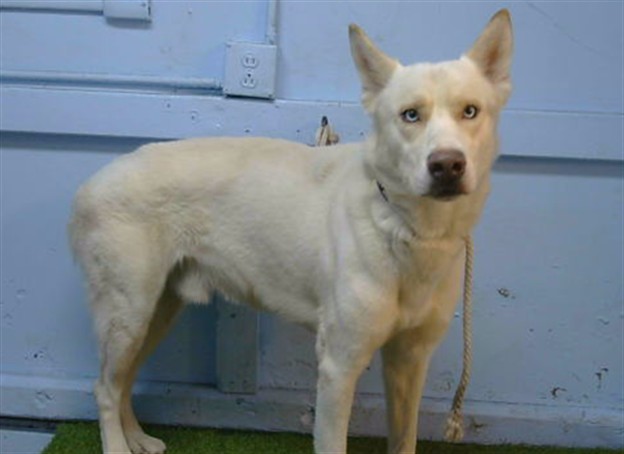 A5800885, a Siberian Husky, available for adoption