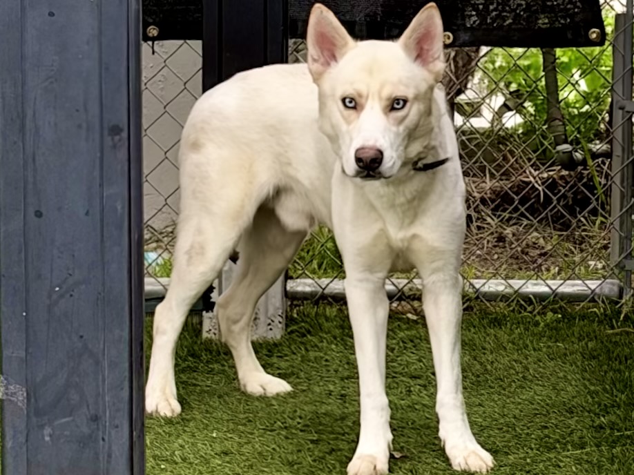 Lenny, a Siberian Husky, available for adoption