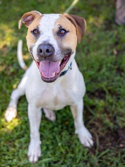 Acey Wace, a American Staffordshire Terrier (mix breed), available for adoption