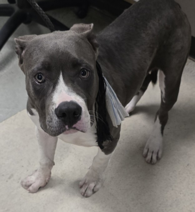 Max, a Pit Bull Terrier, available for adoption