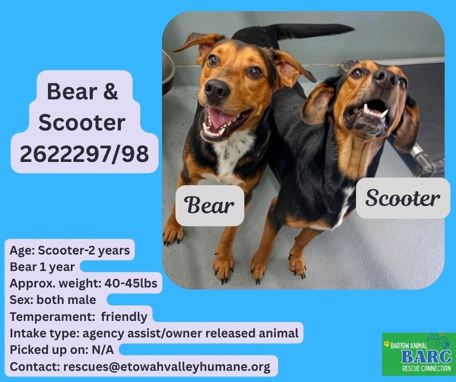 Bear And Scooter, a Hound, available for adoption