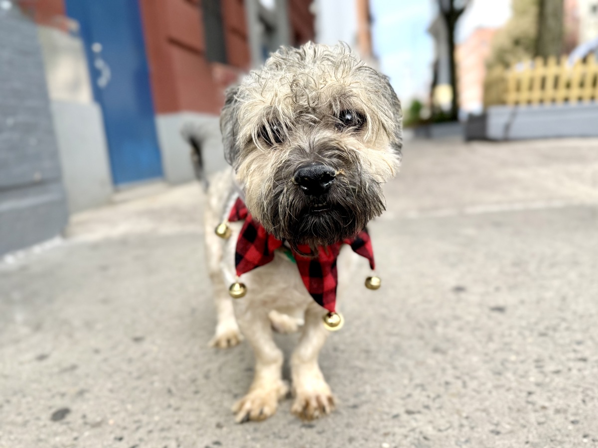 Spencer, a Cairn Terrier, available for adoption