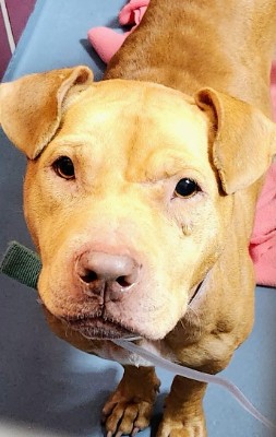 Wednesday, a Staffordshire Bull Terrier (mix breed), available for adoption