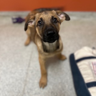 Eli, a German Shepherd, available for adoption
