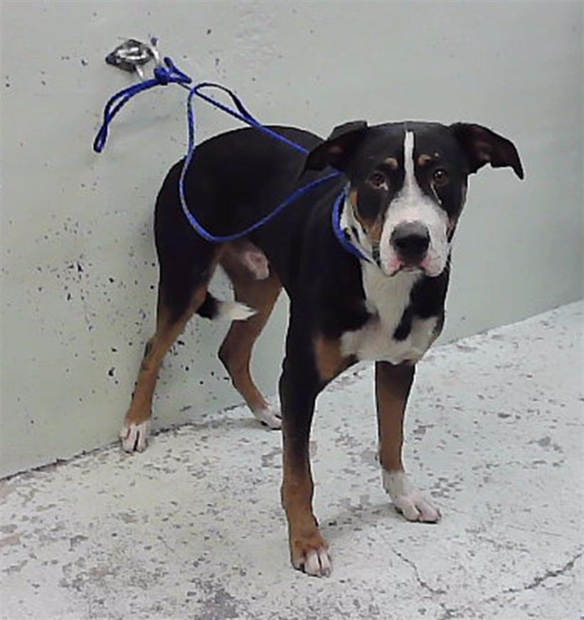 Finn, a Greater Swiss Mountain Dog (mix breed), available for adoption