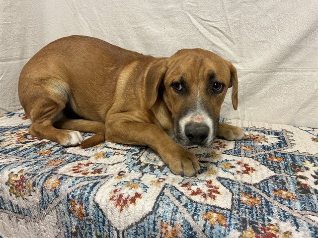 Daisy, a Bullmastiff, available for adoption