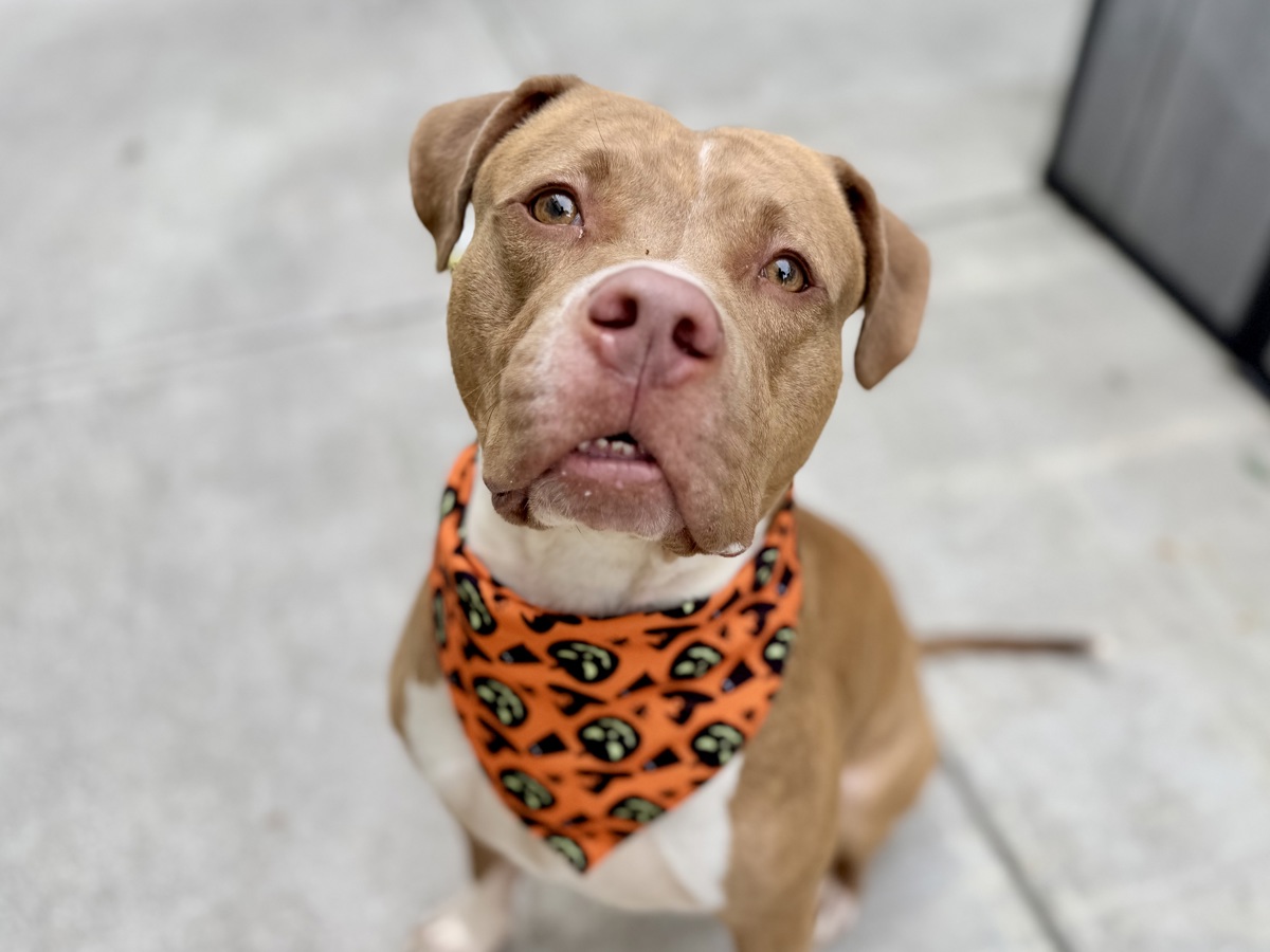 Excalibur, a Pit Bull Terrier, available for adoption