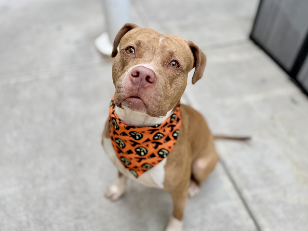 Other Photos of thie Dog
