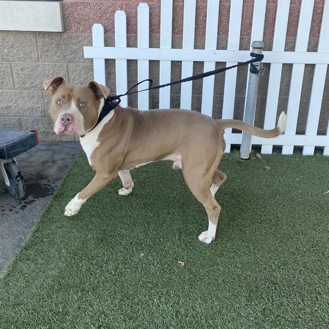 Canelo, a Pit Bull Terrier, available for adoption