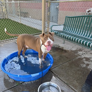 Canelo, a Pit Bull Terrier, available for adoption