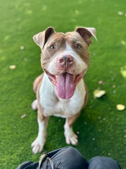 Canelo, a Pit Bull Terrier, available for adoption