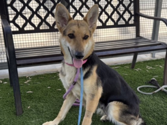 Fifty, a German Shepherd, available for adoption