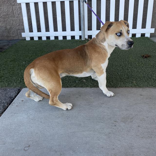 Jones, a Siberian Husky, available for adoption
