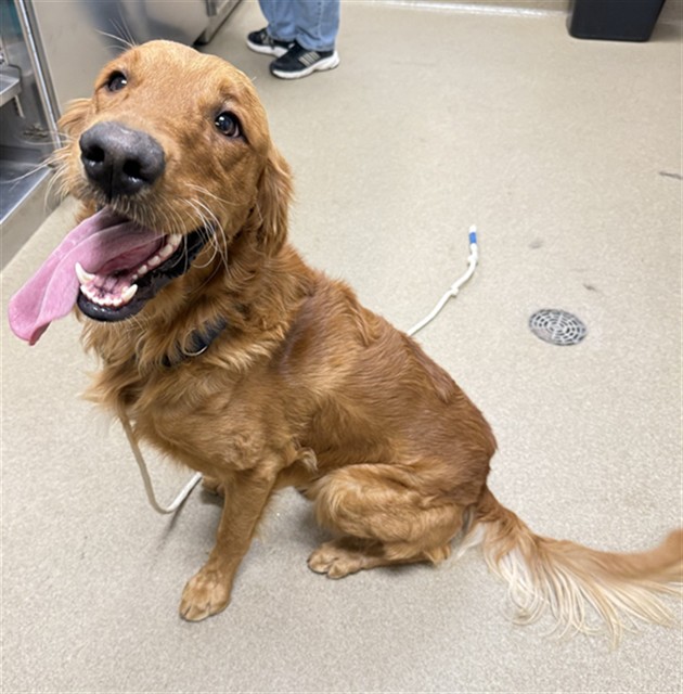 A5804684, a Golden Retriever, available for adoption