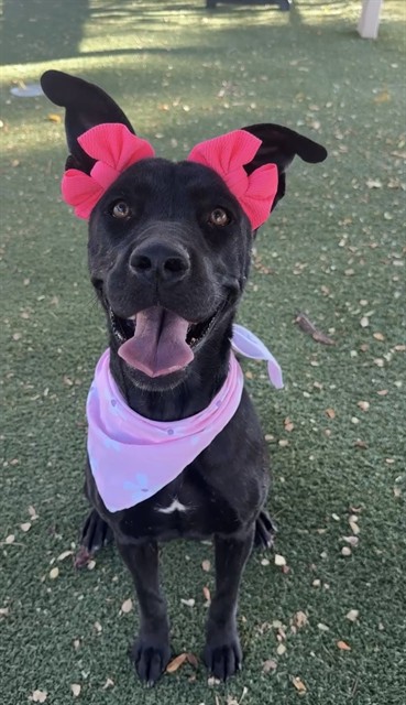 Olive, a German Shepherd, available for adoption